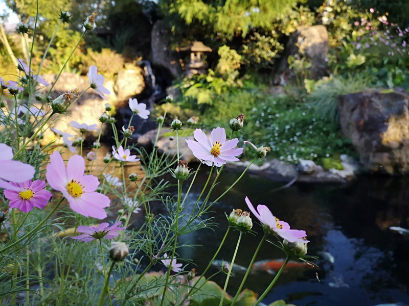 庭園喫茶 錦の池03